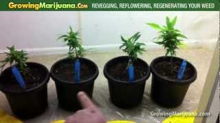 Revegging Reflowering Regenerating Your Cannabis Plant  Growing Marijuana [upl. by Guinn]