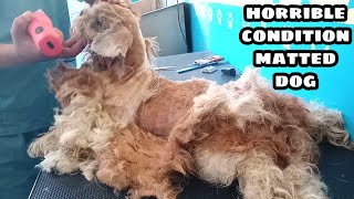 Matted Dog at Horrible Condition  Grooming full Shavedown [upl. by Prince73]