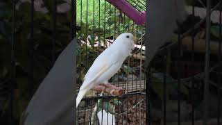 The Best Canary Sounds Canary Training [upl. by Adihaj]