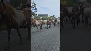 Chincoteague Pony Penning 2024 [upl. by Nastassia]