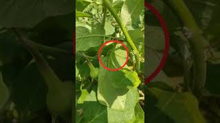 சாறு உறிஞ்சும் பூச்சிக்கு ஒரு சிறப்பான ஒரு மருந்து Deside insecticide [upl. by Elyrad]