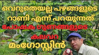 മംഗോസ്റ്റിൻ പഴം പോഷകഗുണങ്ങളാൽ സമ്പന്നം mangosteentropical plants fruit plants nutrition [upl. by Centeno556]