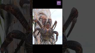 Biggest arthropod on the planet shorts [upl. by Roseanna64]