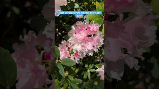 The Stunning Pink Colored Rhododendron Full of Blooms 🌸shorts [upl. by Nilre]