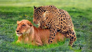 Lion vs Jaguar who will win  Jungle Safari [upl. by Hutchins]