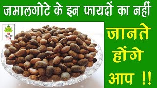 जमालगोटा के फायदे – Jamalgota Purging Croton Benefits in hindi [upl. by Nner101]