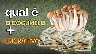 Qual é cogumelo mais lucrativo pra produzir comercialmente [upl. by Manya934]