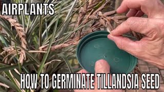 Propagating Tillandsia from seed Tricks to germinating Air plants [upl. by Nylinnej]