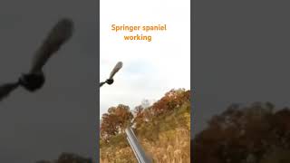 Pheasant hunting with springer spaniel hunting birds [upl. by Neukam]