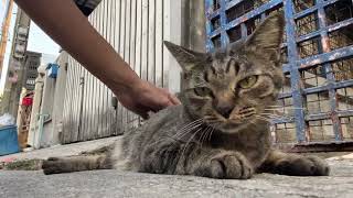 Petting a street Tortie cat  again [upl. by Nevil]