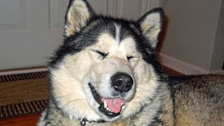 Funny Alaskan Malamute Compilation NEW [upl. by Aicercal]