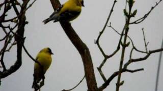 Trois Chardonnerets Jaunes beaux oiseaux à SaintFabiendePanet Québec [upl. by Amir]