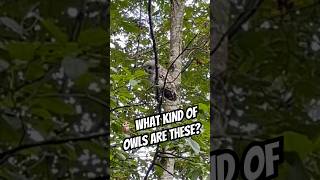 Massive Barn Owls 🦉 barnowls wildlife owl stellarjays farming thewho hooting [upl. by Sitruk744]