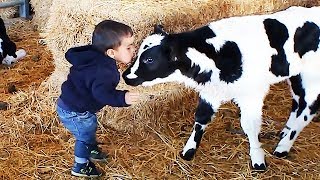 El momento más divertido entre bebés y vaca 2 🐮👶 Compilación de bebés divertidos [upl. by Leugimesoj]