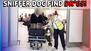 Customs Sniffer Dogs Find Drgs At The Airport [upl. by Odnamla]