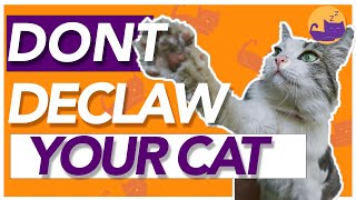 The Issue with DECLAWING  Top Reasons AGAINST Declawing [upl. by Trebo]