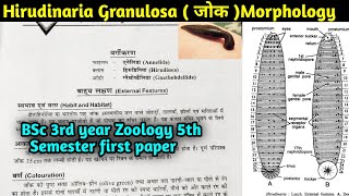 Hirudinaria granulosa Morphology in Hindi  Leech Morphology  BSc 3rd year Zoology 5th semester [upl. by Asiak]