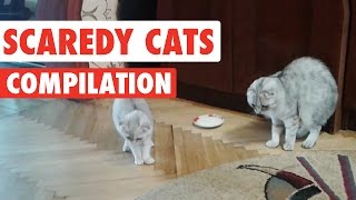 Scaredy Cats Video Compilation 2016 [upl. by Vidovic107]