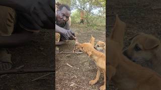 Wow Amazing how hadza feeding the dogs hadzabetribe dogs [upl. by Agna]