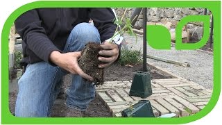 Ippenburger Gartentipps Wie werden Himbeeren richtig gepflanzt [upl. by Ynnaffit]