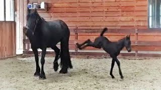 5 days old Friesian horse filly Mathilde for the first time at the inside arena so cute [upl. by Theodora]