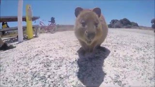 Quokka Fight [upl. by Bivins168]