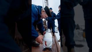 A touching story about a mother penguin asking for help from a ships crew to save her baby [upl. by Pearla992]