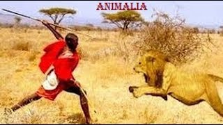 Masai Man vs Tigers  Fearless Masai Men Stealing Lions Food  Amazing Wild Life [upl. by Acilejna]