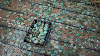 Most Expensive Abalone in The World  Giant Abalone Fishermen Raise amp Harvest Abalone [upl. by Aillimac]