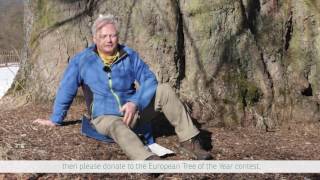 Treehunter Rob McBride supports European Tree of the Year [upl. by Huan]