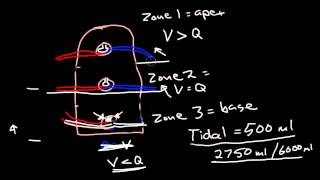 Ventilation and Perfusion [upl. by Kandy648]