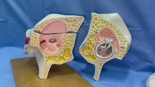 ANATOMIE FMPM OREILLE MOYENNE [upl. by Sverre]