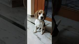 Beagle pup bark ytshorts beagle beaglepuppies viralvideo india trending beagledog shortsfeed [upl. by Antonietta208]