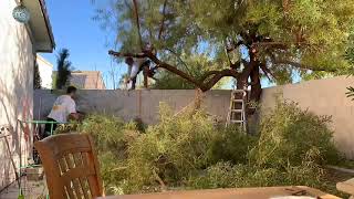 African Sumac Tree removal in Las Vegas [upl. by Khajeh]