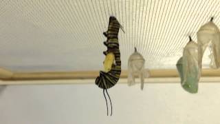 A Tachinid Fly Larva Emerges From a Monarch Caterpillar [upl. by Vala]