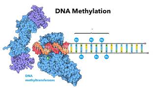 Introduction to epigenetics  LearnOmicsLogiccom [upl. by Nairolf653]