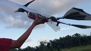 ornithopter pterodactyl mechanism amp gearbox full handmade tester fly [upl. by Banna]