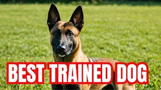 The Top Reasons Belgian Malinois Are the Best Dog  Dog Training  Malinois  German Shepherd [upl. by Guevara]