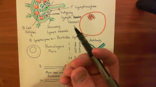 Burkitts Lymphoma Part 2 [upl. by Chyou]