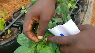 Découvrez comment leau 💦 et lazote N influencent la santé de vos plantes  Vlog dAgronomie [upl. by Retepnhoj]