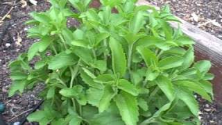 Growing Stevia in Northern California Sugar Alternative also called Sweet Leaf [upl. by Sylvan911]