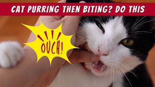 Why Do Cats Purr Then Bite You PettingBiting Syndrome Explained [upl. by Nadirehs]