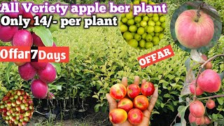 Offar apple ber plant 7daysall India Delivery AvailableWhatsApp 9062349546 [upl. by Rosette]