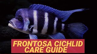 FRONTOSA CICHLID CARE GUIDE [upl. by Isabelita]