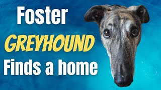 Foster Greyhound Finds A Home [upl. by Orelu]