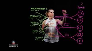 Brachial Plexus Lightboard [upl. by Shaine]