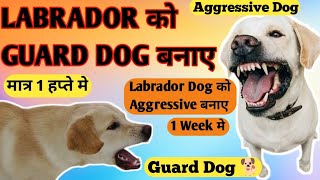 Labrador Ko Guard Dog Kaise Banaye  Labra Ko Aggressive Kaise Banaye  Labrador Guard Dog Training [upl. by Noed]