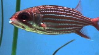 Reef Squirrelfish [upl. by Alexa68]