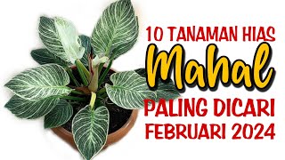 10 Tanaman Hias MAHAL Paling Dicari di Bulan Februari 2024 [upl. by Malo]