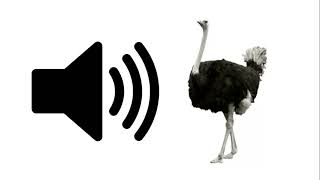 Ostrich  Sound Effect  ProSounds [upl. by Naujd]